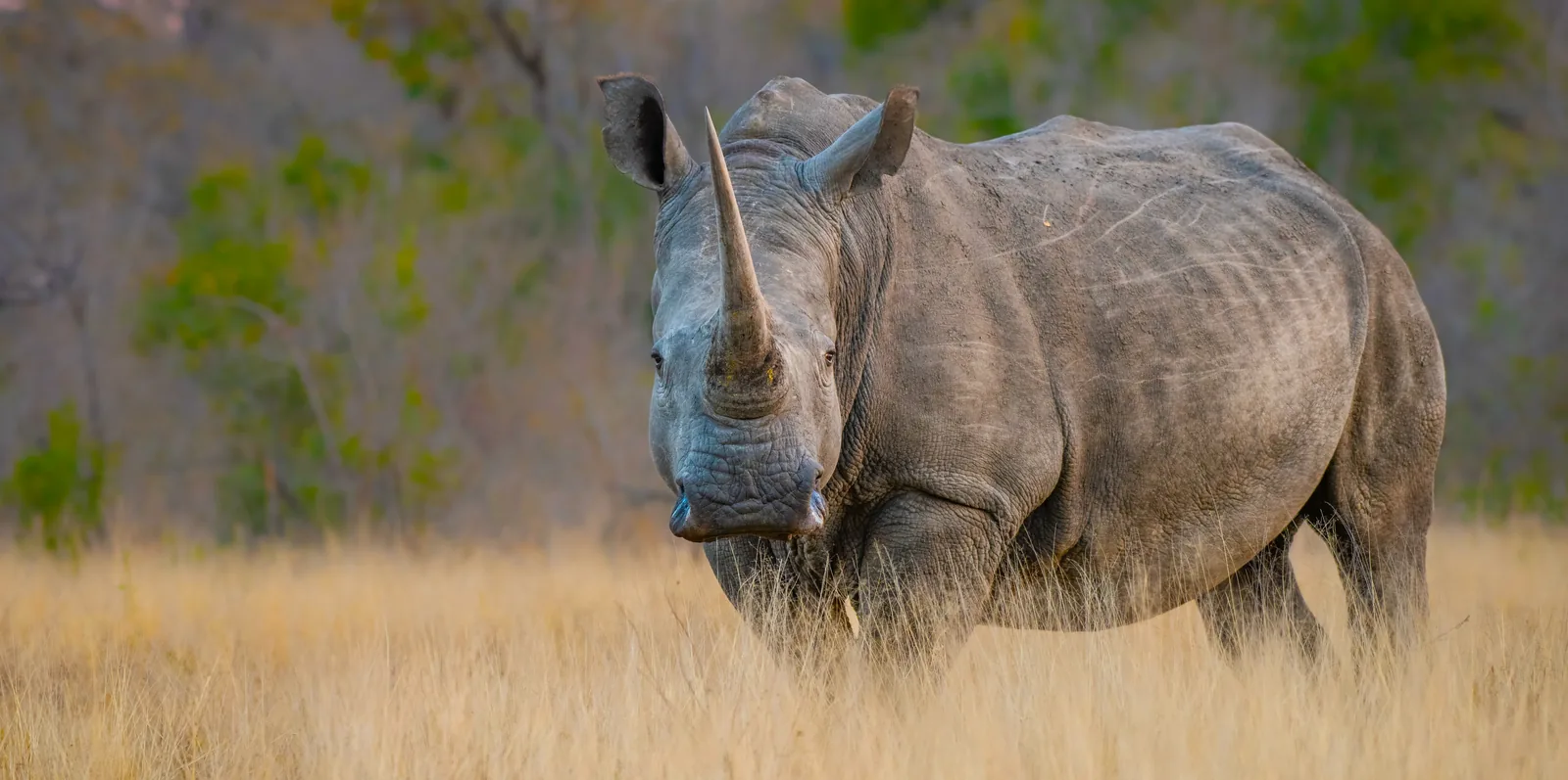 Mkomazi National Park