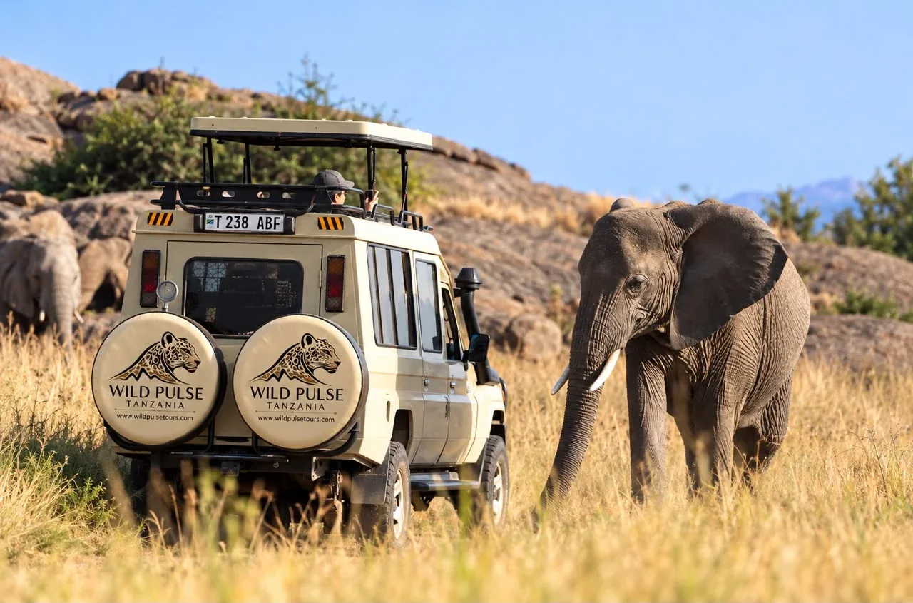An elephant beside a Wild Pulse safari vehicle in Tanzania