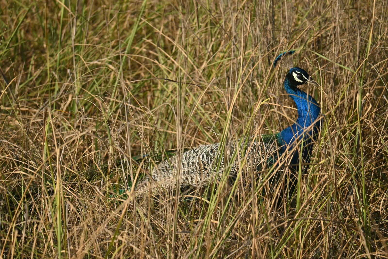 Birdwatching