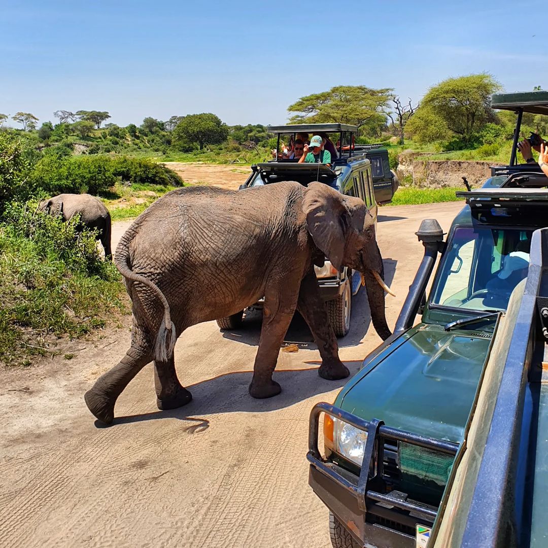 13 DAYS- LUXURY TANZANIA SAFARI AND BEACH ESCAPE