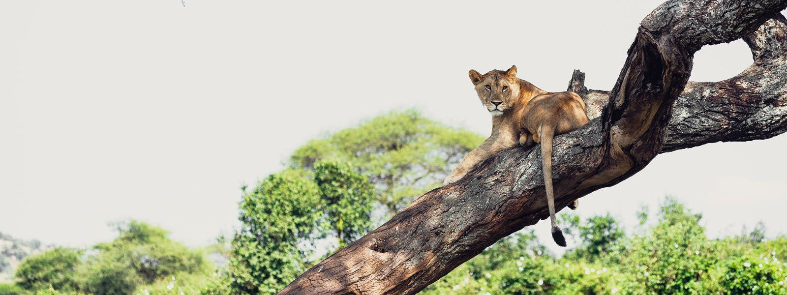 7 DAYS- NORTHERN TANZANIA SAFARI